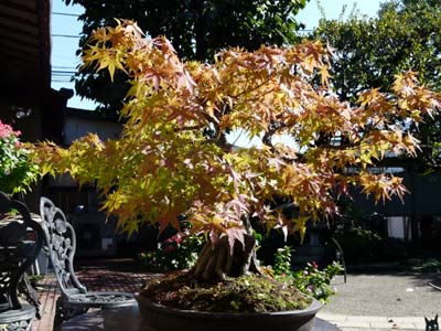 P1000282-a.jpg