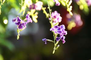PICT0254-1.jpg